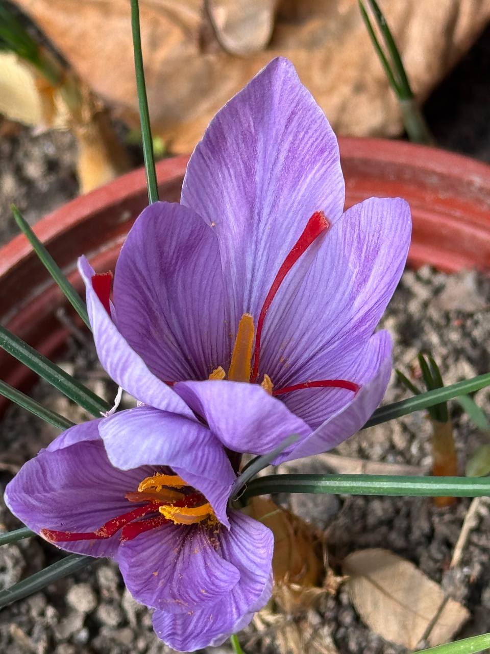 Plant Image